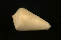 藏品(蠟黃芋螺)的圖片